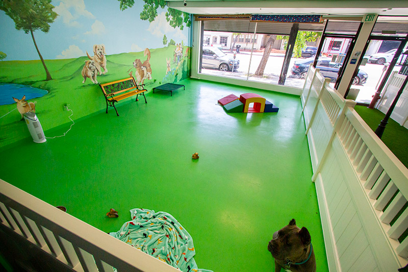 Dog Daycare in Studio City