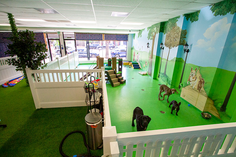  Dog Grooming Sherman Oaks in the world Check it out now 