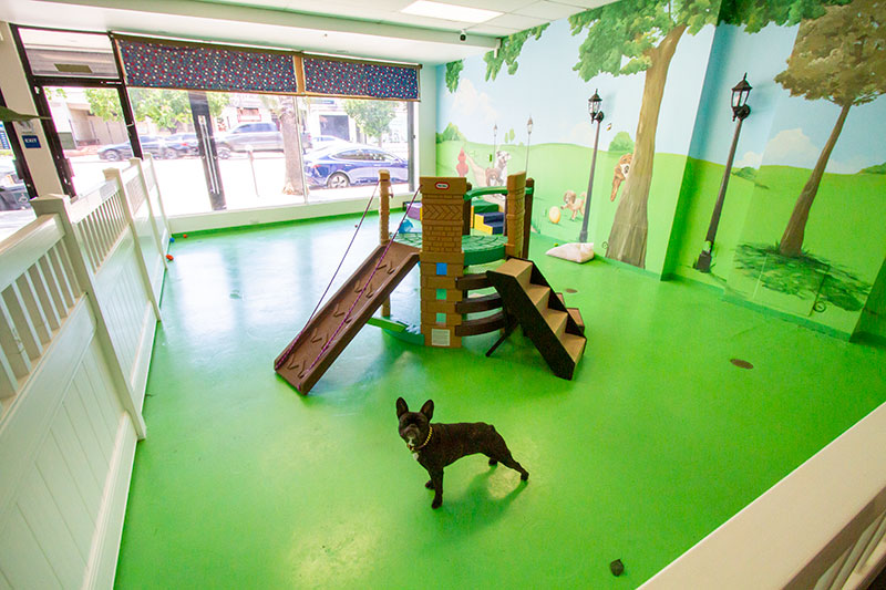 Unreal Doggy Daycare Slide!!!, Doggie Daycare