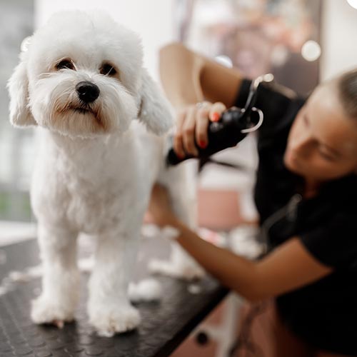 Dog Grooming