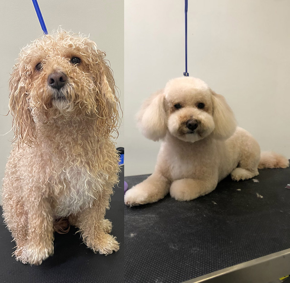 Dog Grooming Studio City