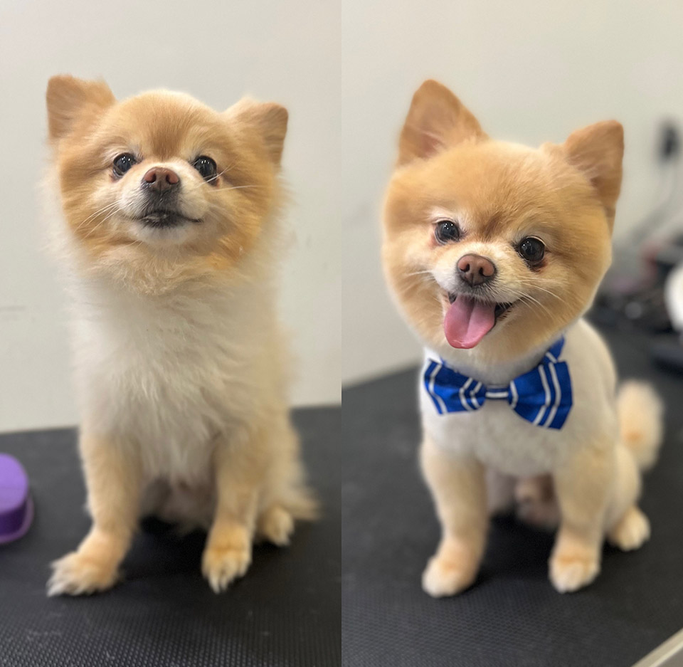 Dog Grooming Studio City