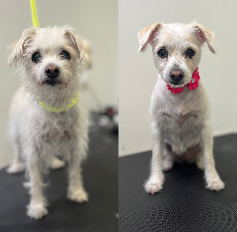 Dog Grooming Tarzana