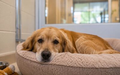 How Can I Help My Nervous Dog Feel Comfortable During Boarding