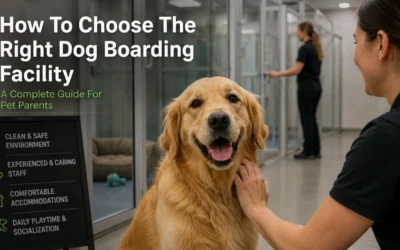 How To Choose The Right Dog Boarding Facility For Your Dog