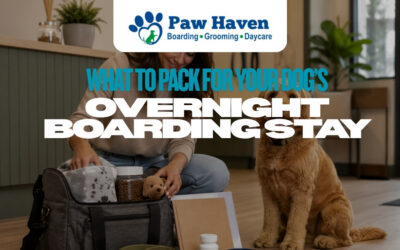 What To Pack For Your Dog’s Overnight Boarding Stay