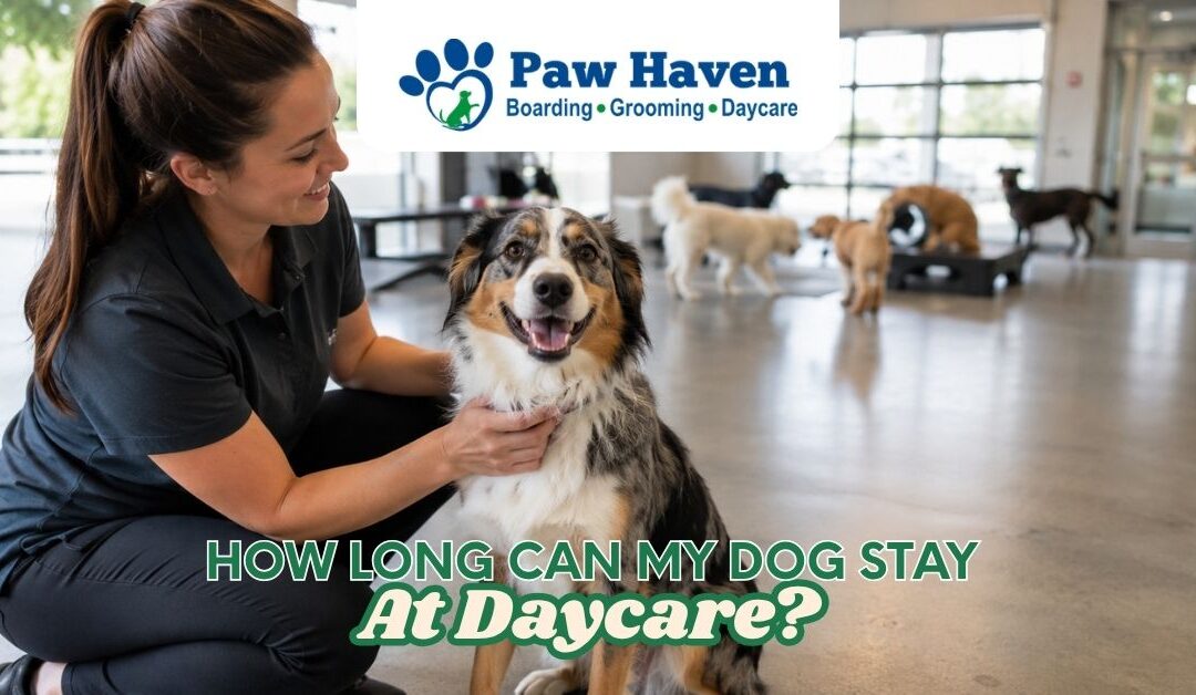 How Long Can My Dog Stay At Daycare